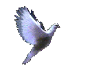 flying_dove.gif